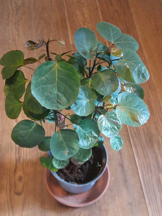 Egzotyczne drzewko Polyscias Fabian, wysokośc 60 cm