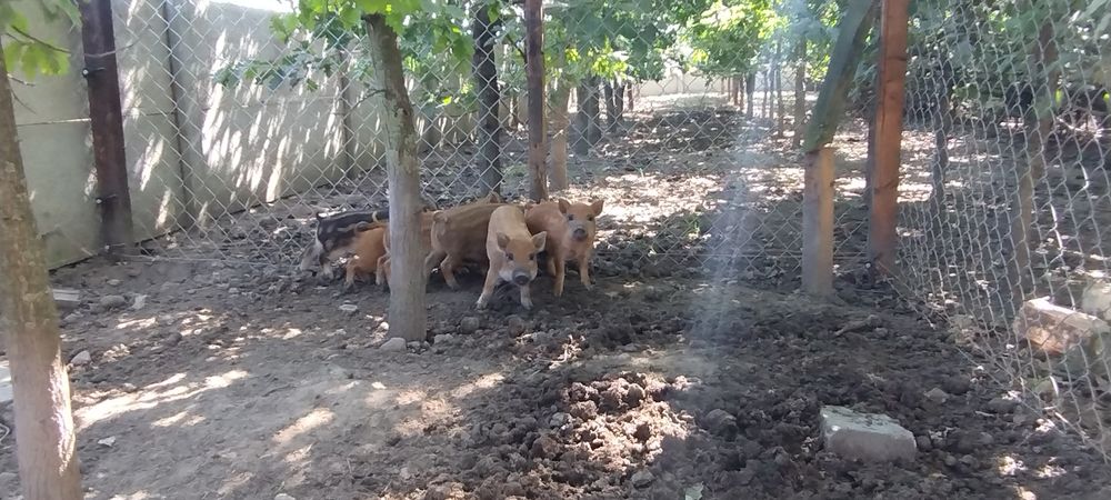 Sprzedam świniodziki