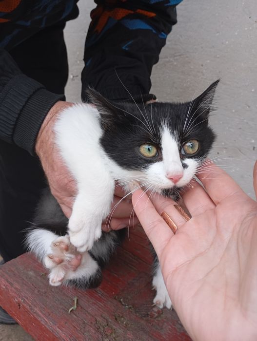 Покинуті кошенятка в добрі руки