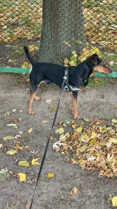 Продам або обміняю ягдтерєра 2.5 года на естонська гонча