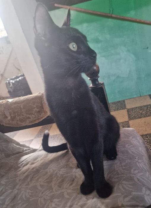 Gatinhos para adoção responsável