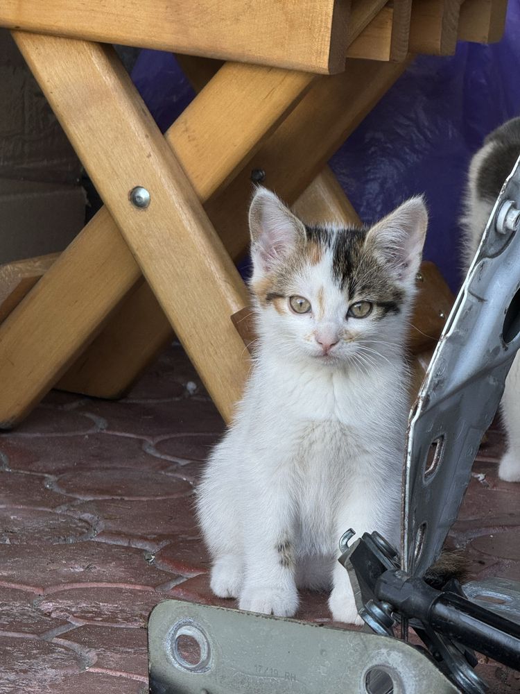 Кошенята в добрі руки