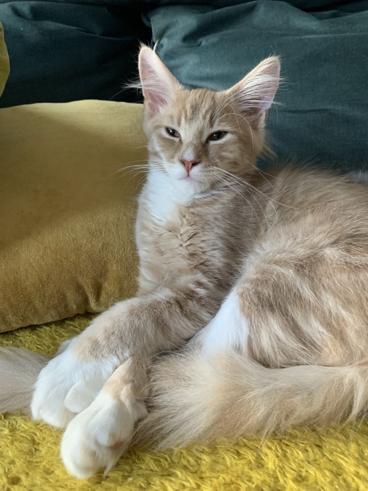Maine Coon Beżowo-Biały