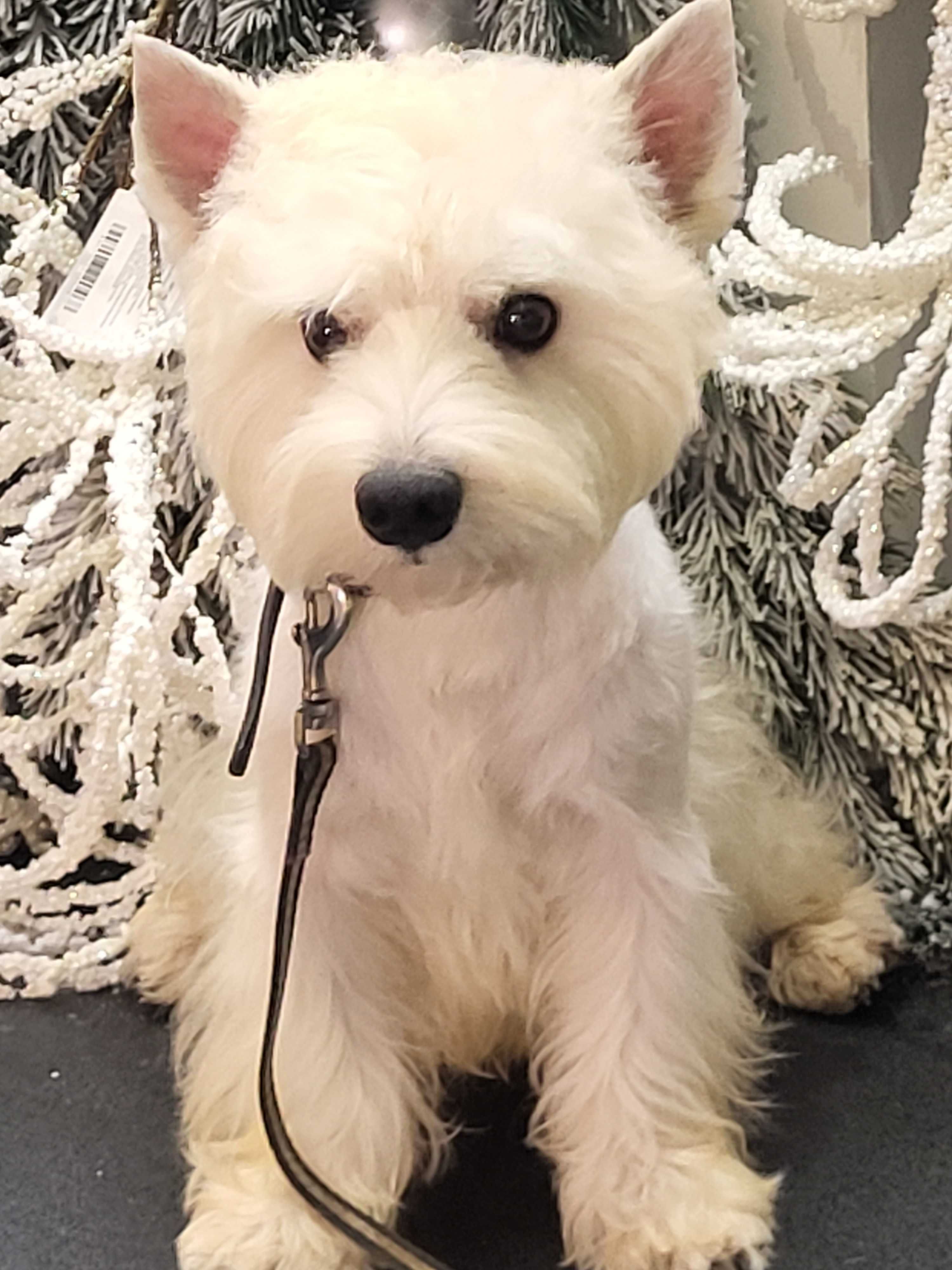 Вест Хайленд Уайт Тер'єр/West Highland White Terrier