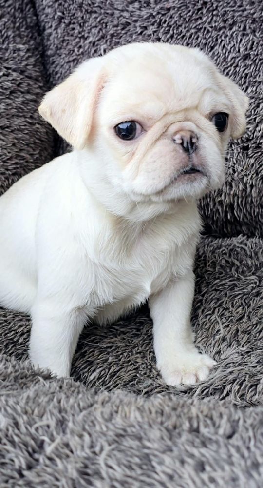 Pug Branco Femea 2 meses
