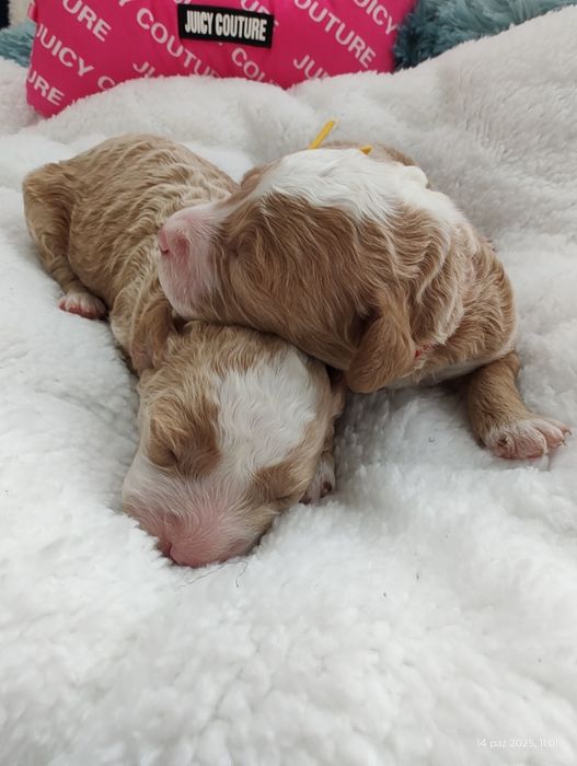 Mini Goldendoodle F1b Chłopczyk