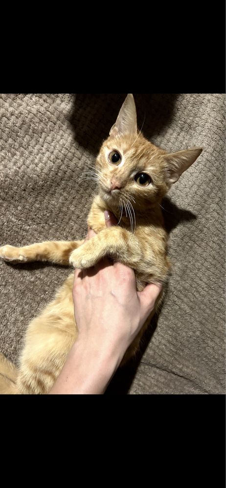 Котики в хороші руки