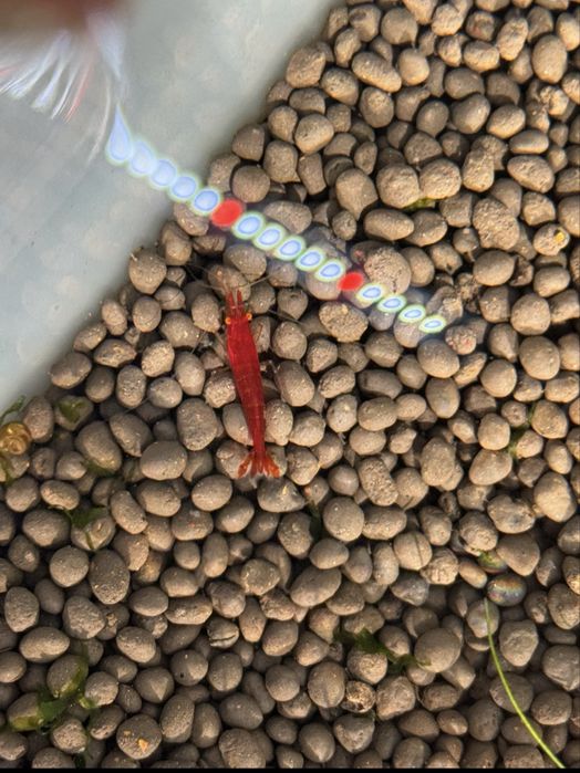 Camarões Neocaridina “Red Demon” olhos laranja