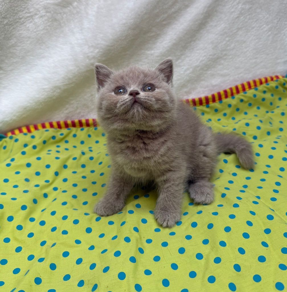 Menina british shorthair