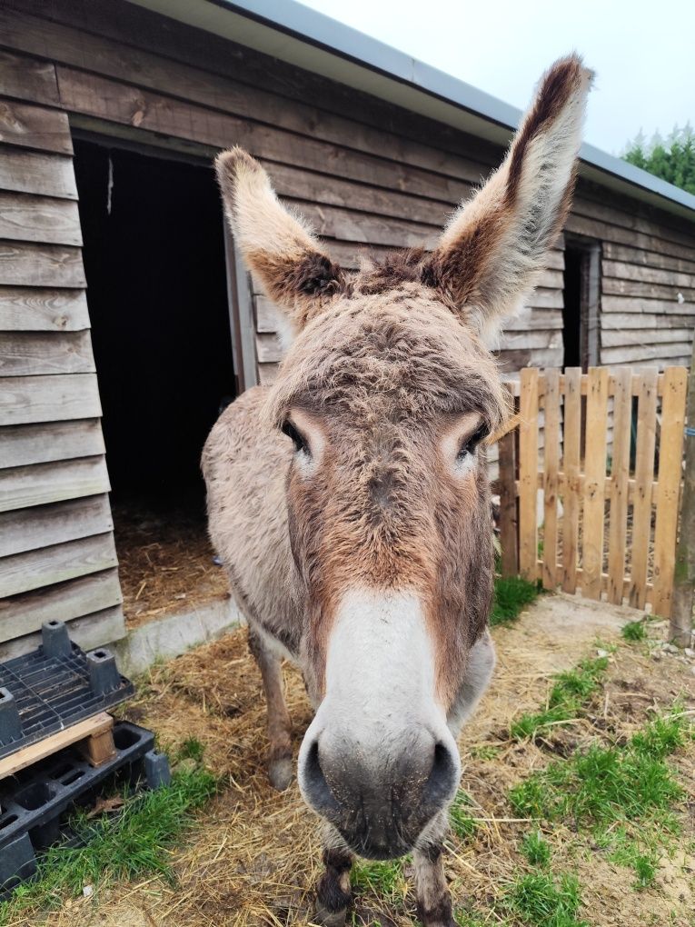 Burro 3 anos de idade