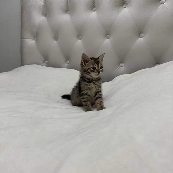 Тигровый котенок бесплатно