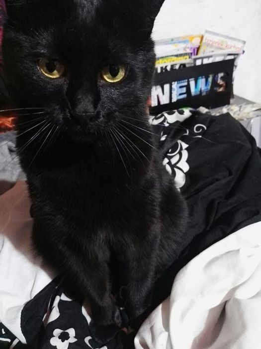 Zginął czarny kot. Nagroda 5000 zł.