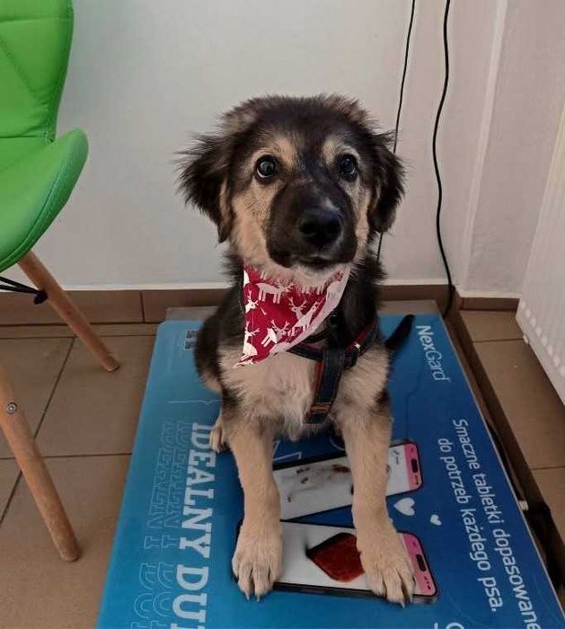 SZEPT 6 mies. pies idealny pod każdym względem. Akceptuje koty