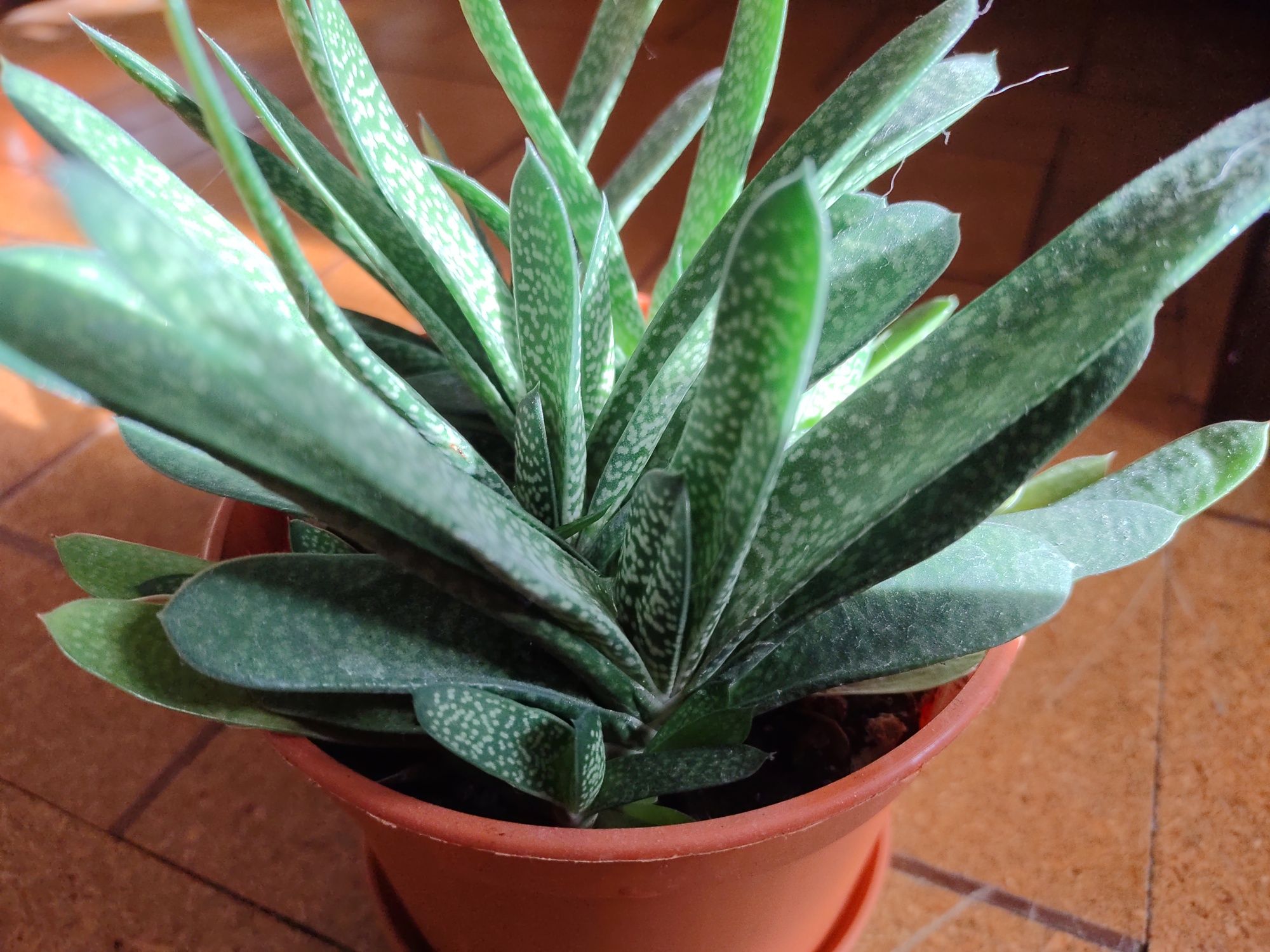 Gasteria sadzonka roślina domowa doniczkowa