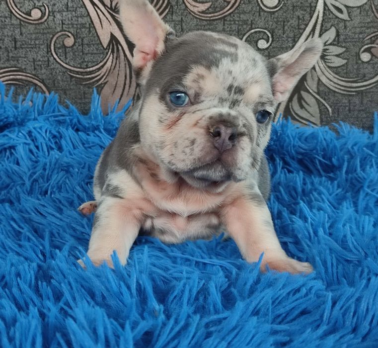 Голубой мерле мальчик почти два месяца