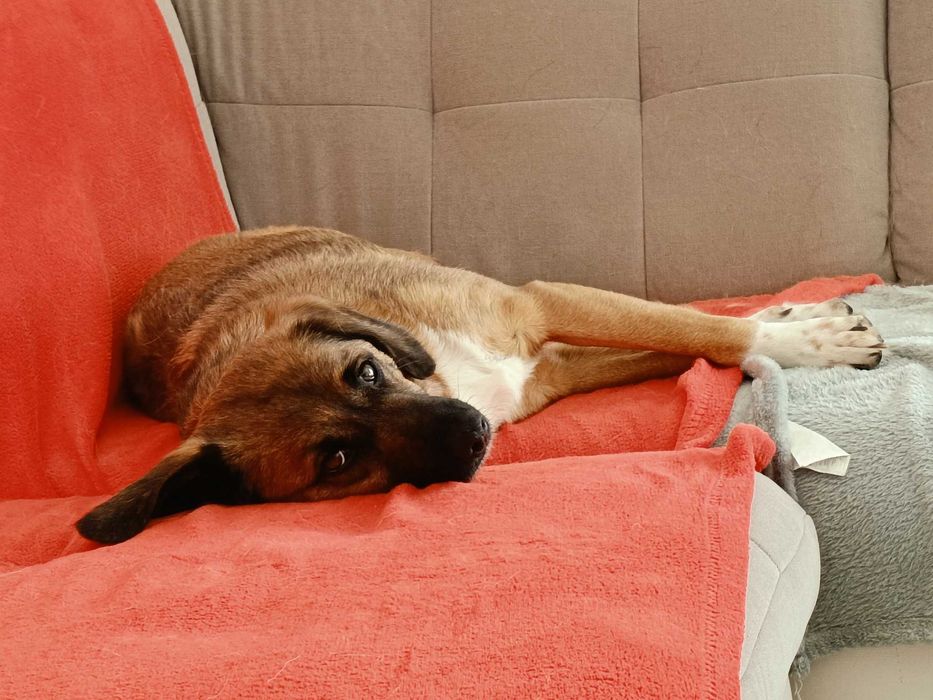 Emi poleca się do adopcji