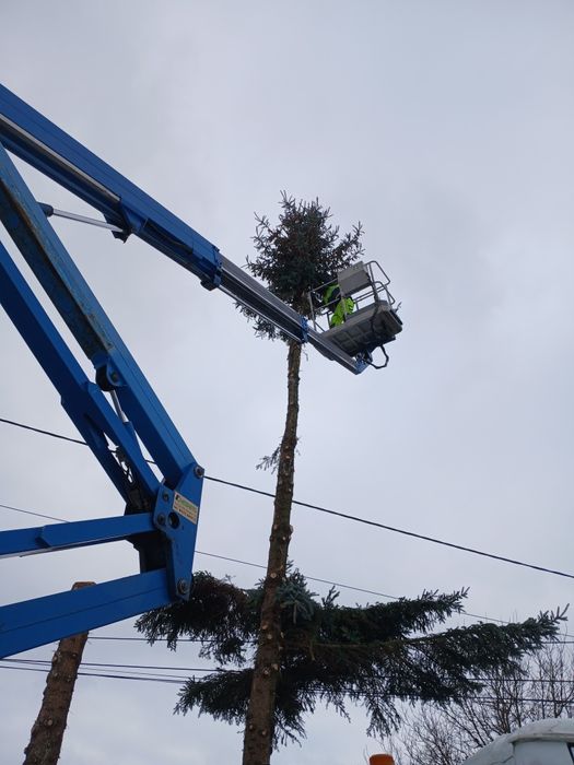 Usługi zwyżką i wycina drzew