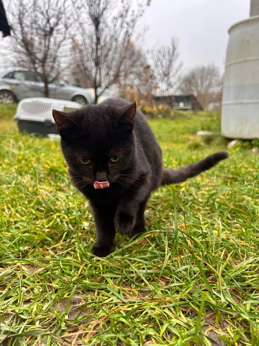 Czarna koteczka błaga o dom