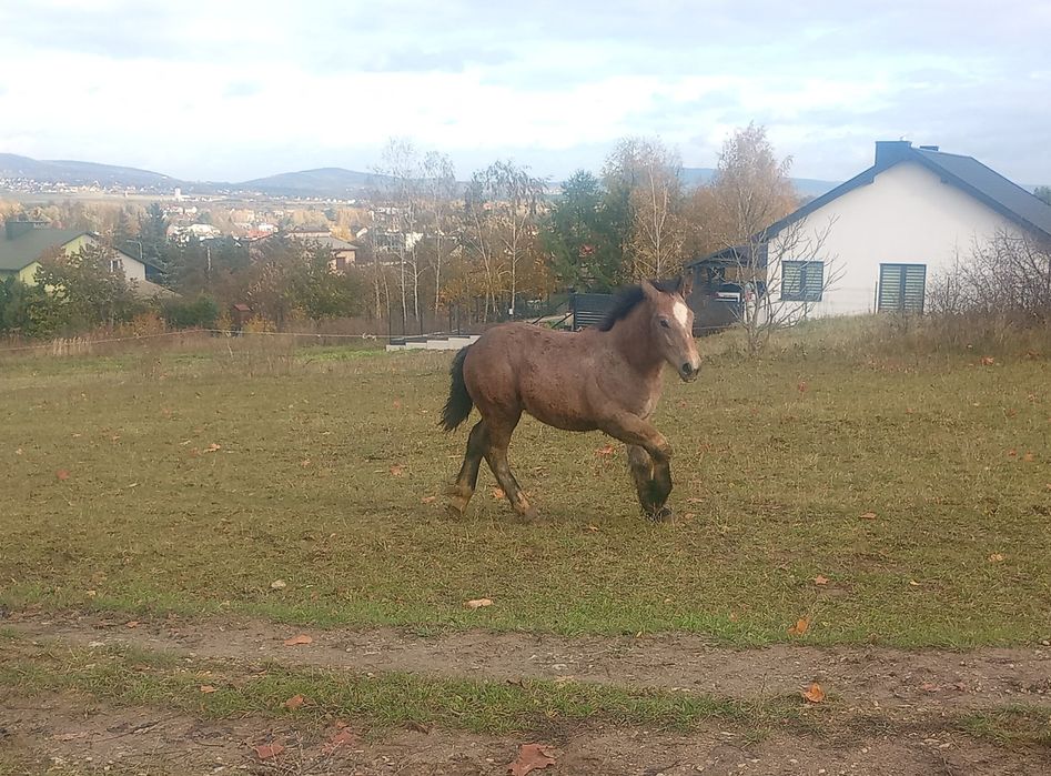 Źrebięta klacze na sprzedaż