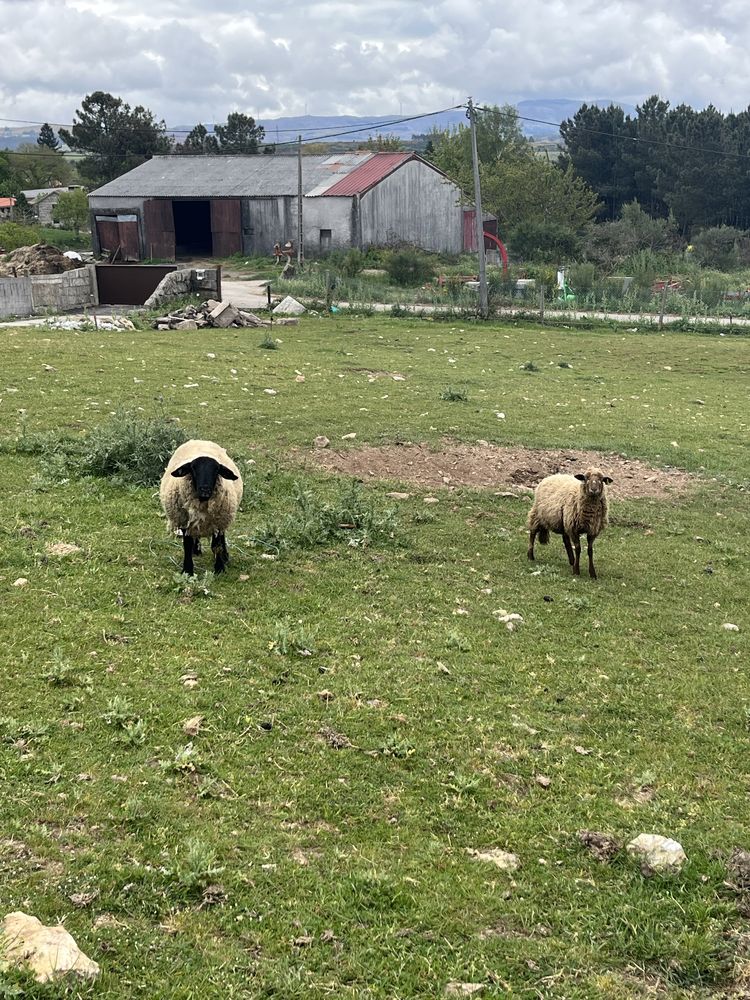 Vendo carneiro suffolk um cordeiro cruzado e a mãe