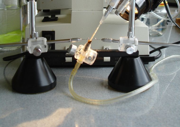 Пчеломатки Карника инструментальной инсеминации.