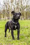 Scooby-pies w typie rasy czeka na stabilny i wyrozumialy dom-adopcja