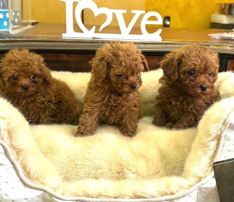 Чудові хлопці той пудель