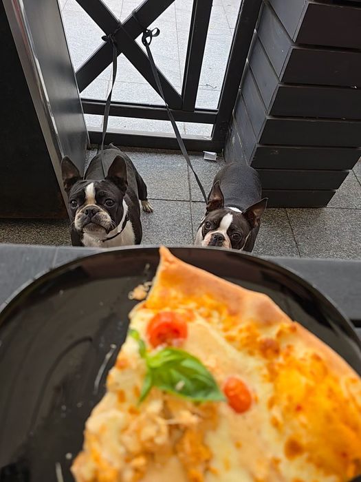 Boston Terrier  ZKwP FCI planowany miot 2026r