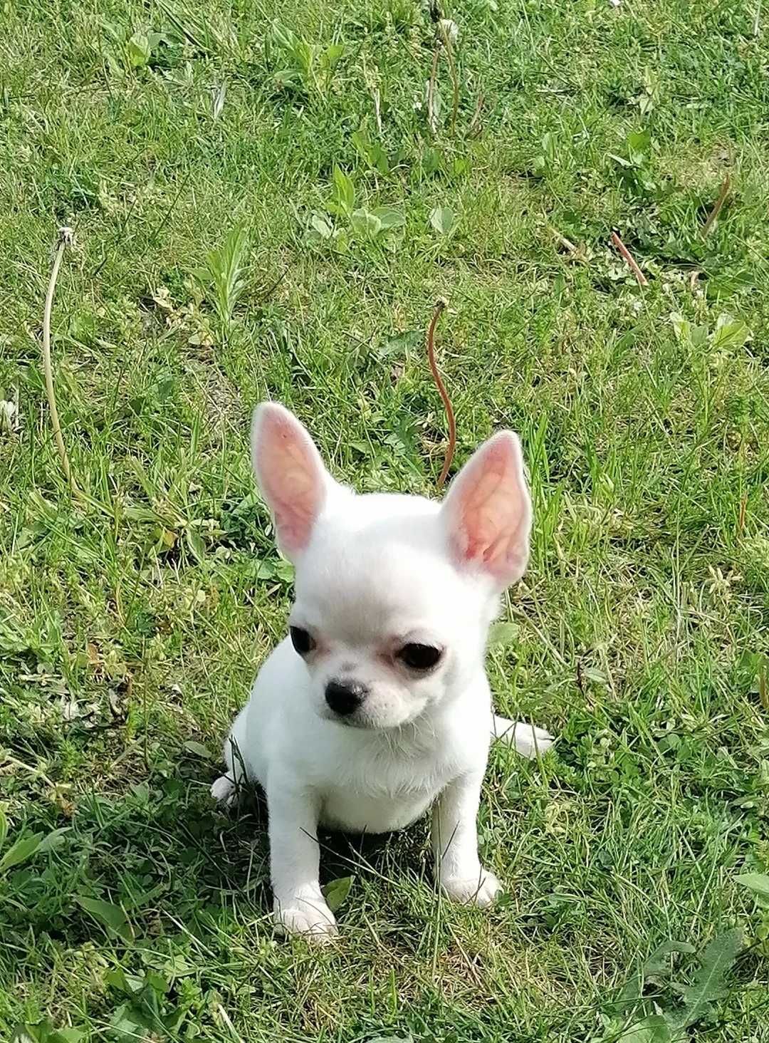 Cudny chihuahua kremowy