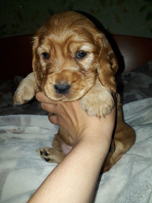 Цуценята Англійського кокер спаніеля