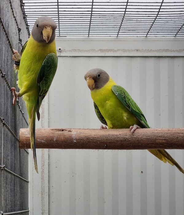 Cabeças de ameixas Opalinas/Diluido de  25