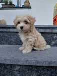 Maltipoo pies Blumi