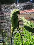 Ring nech verdes