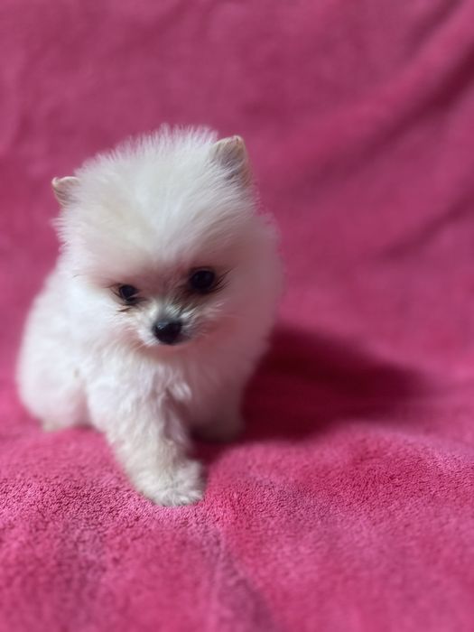 Маленькі пухнастики