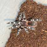 Acanthoscurria Geniculata Samica