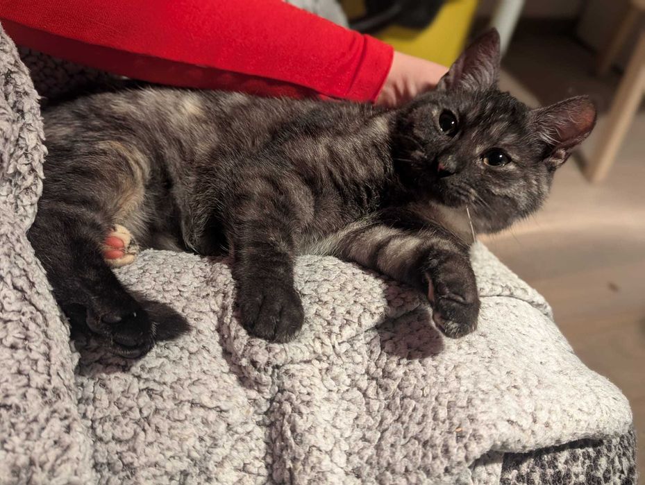 Mrucząca Kotka do adopcji