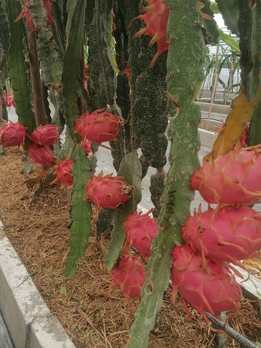 Fruta do dragão PITAYAS