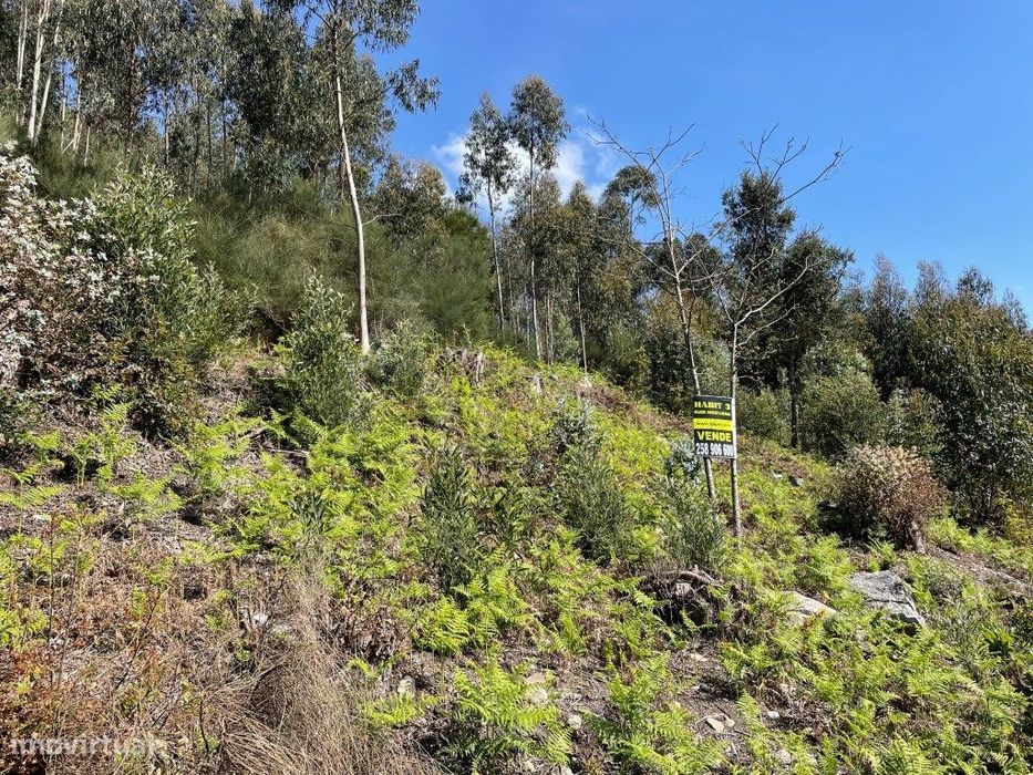 Terreno (monte) em Moreira do Lima