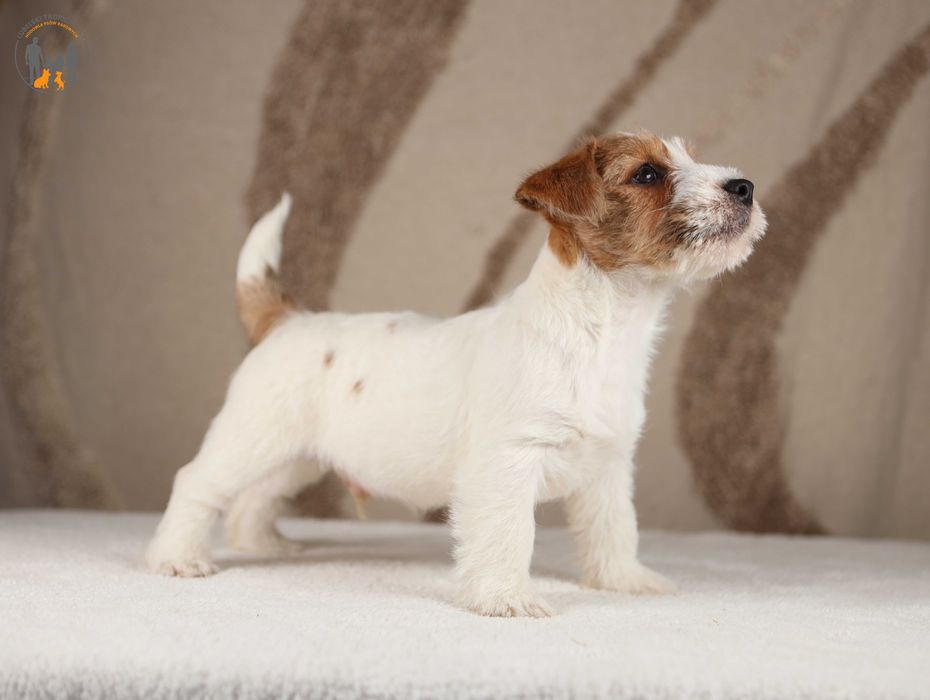 Jack Russell Terrier ZKwP FCI rezerwacja