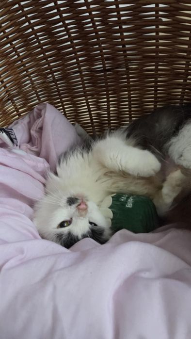 Kotka Calineczka do adopcji