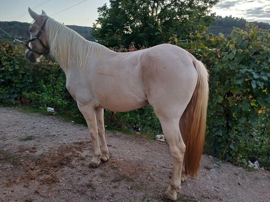 Egua cruzada lusitana