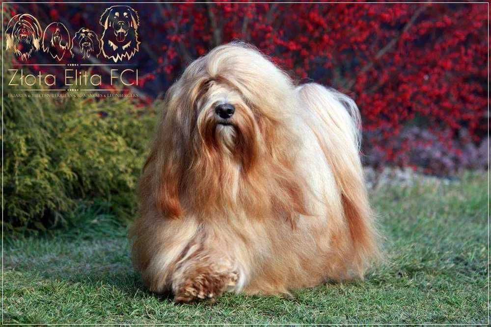 Hawańczyk piesek z rodowodem ZKwP /FCI