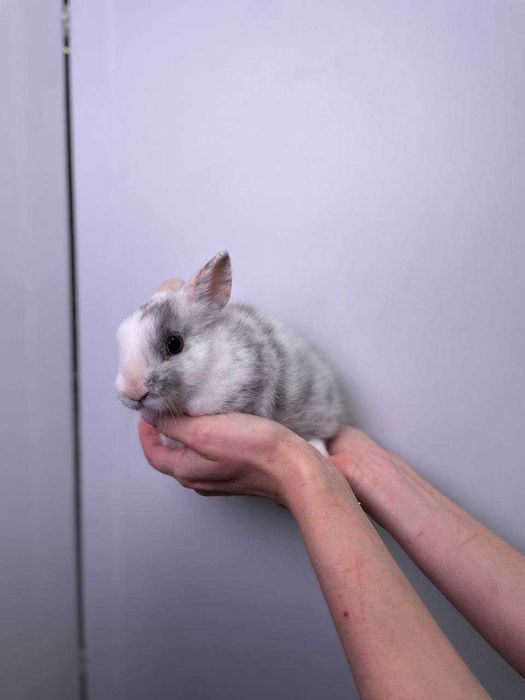 Кролики маленькі милі до новорічних свят, подарунок для дитини