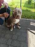 Szczeniak Amstaff Lilac