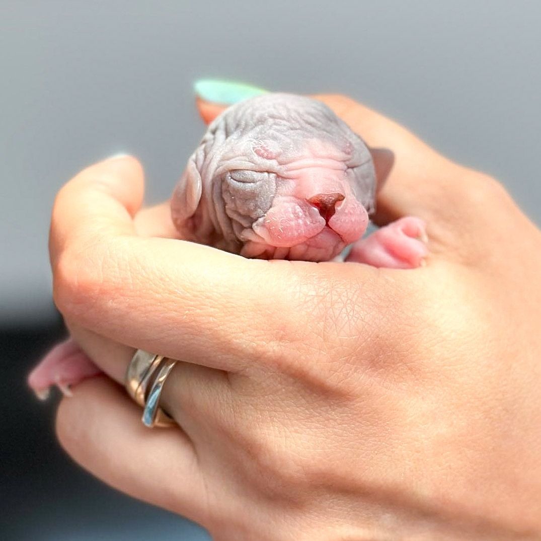 Gymni Gata*PL Sfinks kanadyjski canadian sphynx