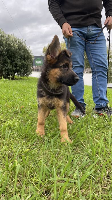Pastor Alemão Macho