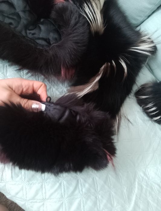 Продам шикарные натуральная меха... чорнобурка