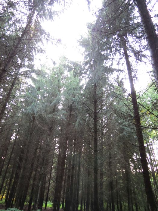 Sprzedam las świerkowy i sosnowy