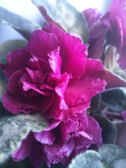 Пропоную обмін фіалочки, або лмсточки