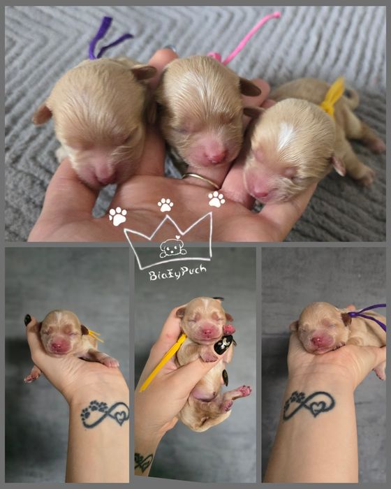 Maltipoo F1 zapowiedź styczen red pudel toy Badania paszport wyprawka